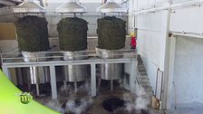 La distillazione della menta