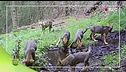 Immagini dal parco
