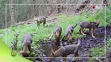 Immagini dal parco
