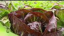 La coltivazione del radicchio