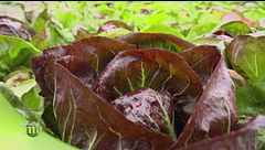 La coltivazione del radicchio