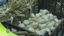 Come si lavora l'aglio in azienda