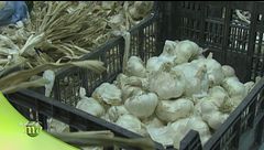 Come si lavora l'aglio in azienda