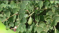 Eccellenza pantesca