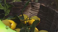 Limoni di Sorrento Igp