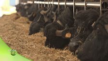L'allevamento delle bufale