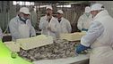 La lavorazione delle seppie