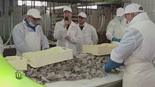 La lavorazione delle seppie