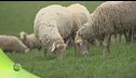Le pecore di razza pomarancina