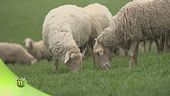 Le pecore di razza pomarancina