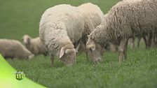Le pecore di razza pomarancina