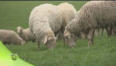 Le pecore di razza pomarancina