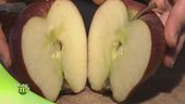 Le qualità nutrizionali della mela