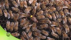 La produzione del miele