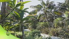 Tra le meraviglie botaniche del "tropico siciliano"
