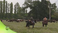 Parco San Rossore