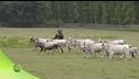 Allevamento e agricoltura nel parco di San Rossore