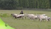 Allevamento e agricoltura nel parco di San Rossore