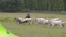 Allevamento e agricoltura nel parco di San Rossore