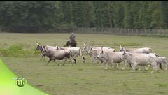 Allevamento e agricoltura nel parco di San Rossore