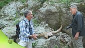 Resti di grandi animali nel parco