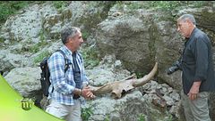 Resti di grandi animali nel parco