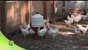 Allevamento di galline ovaiole, sostenibile, etico e circolare