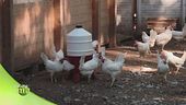 Allevamento di galline ovaiole, sostenibile, etico e circolare