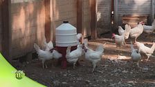 Allevamento di galline ovaiole, sostenibile, etico e circolare