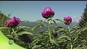 Val di Ledro, un luogo in cui convivono diversi ecosistemi