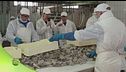 La lavorazione delle seppie