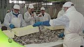 La lavorazione delle seppie
