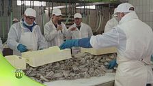 La lavorazione delle seppie
