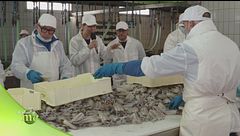 La lavorazione delle seppie