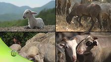 La custode della razza