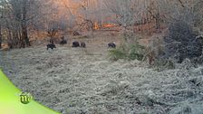 La fauna del parco dei laghi