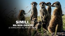 Simili, ma non identici - Le somiglianze nel mondo animale