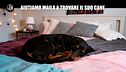 NINA: Aiutiamo Maila a trovare il suo cane