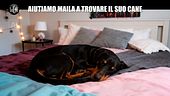 NINA: Aiutiamo Maila a trovare il suo cane