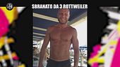 ANDREETTA: Sbranato da 3 rottweiler