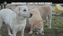 RUGGERI: Abbandonare i cani è un reato penale