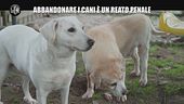 RUGGERI: Abbandonare i cani è un reato penale