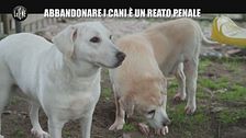RUGGERI: Abbandonare i cani è un reato penale