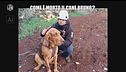 BONISTALLI: Come è morto il cane Bruno?