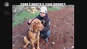 BONISTALLI: Come è morto il cane Bruno?
