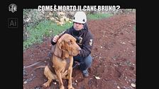 BONISTALLI: Come è morto il cane Bruno?