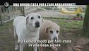 AGGIORNAMENTO: Una nuova casa per i cani abbandonati