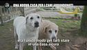AGGIORNAMENTO: Una nuova casa per i cani abbandonati
