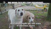AGGIORNAMENTO: Una nuova casa per i cani abbandonati