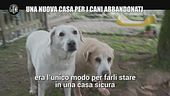 AGGIORNAMENTO: Una nuova casa per i cani abbandonati
